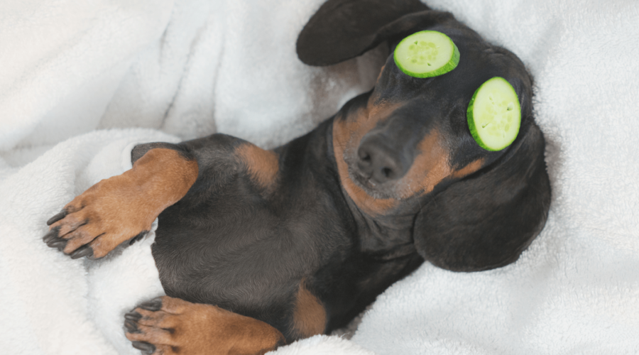 A dog lounging comfortably in a cozy bed, embodying the essence of guilt-free rest and relaxation. This image highlights the importance of self-care and restful downtime in overcoming perfectionism and embracing self-love.