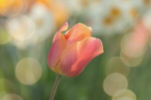 Close-up of a vibrant blossoming flower representing spring’s renewal and rejuvenation, symbolizing fresh starts and personal growth. This image reflects the theme of embracing new beginnings and rejuvenating oneself in the spring season.